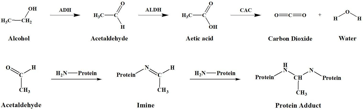 Гидролиз ацетальдегида. Ацетальдегид. Ацетальдегид алкоголь. Гидролиз диметилацеталя. Ацетальдегид структурная формула.